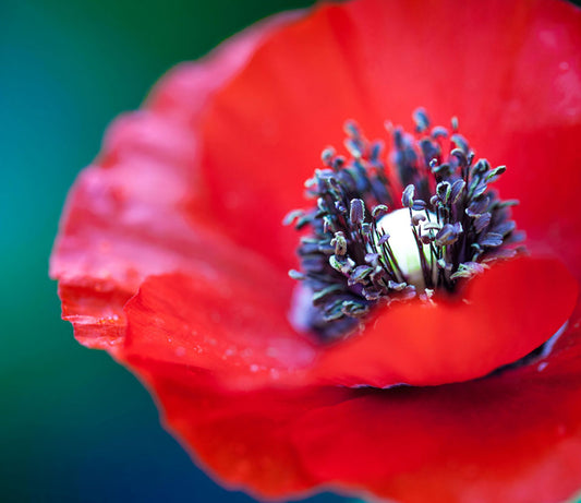 The ANZAC generation did it like this…